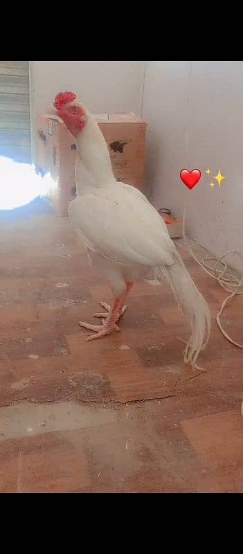 heera aseel for sale  10000 price location kallar syeda road 12
