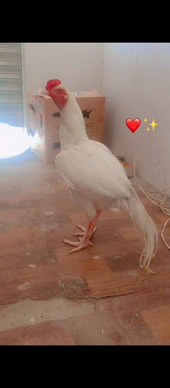 heera aseel for sale  10000 price location kallar syeda road 13
