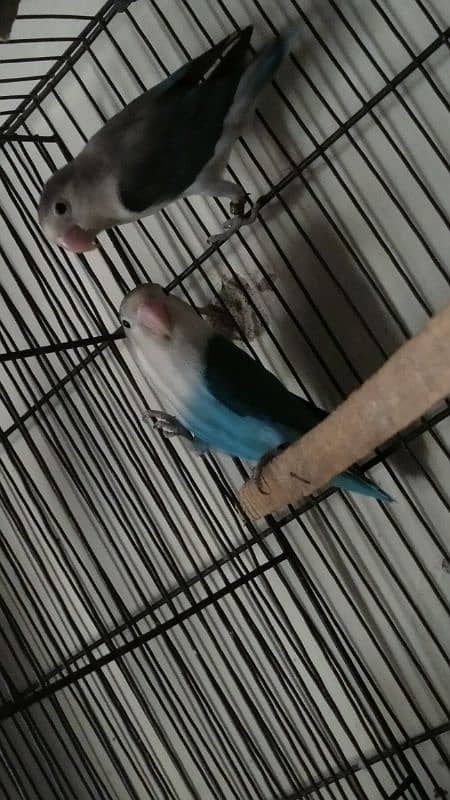 breeder pair of love birds 0