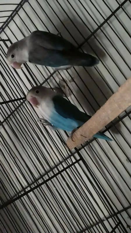 breeder pair of love birds 1