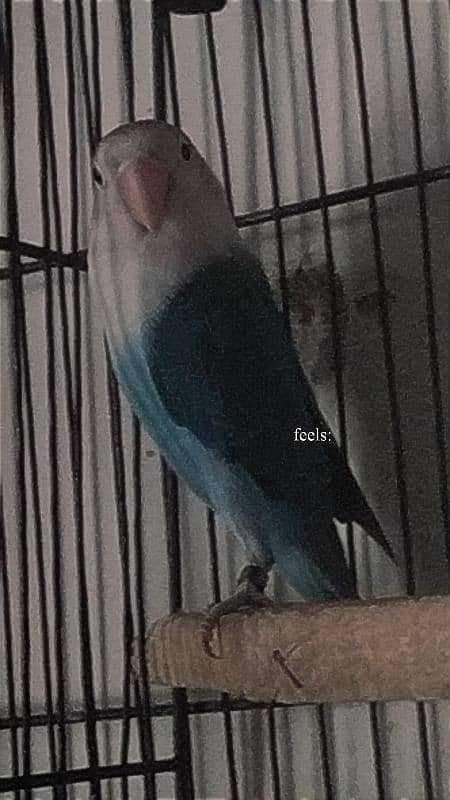 breeder pair of love birds 3