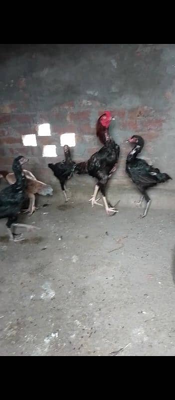 Thai caross aseel chicks 03014237451 call me 0