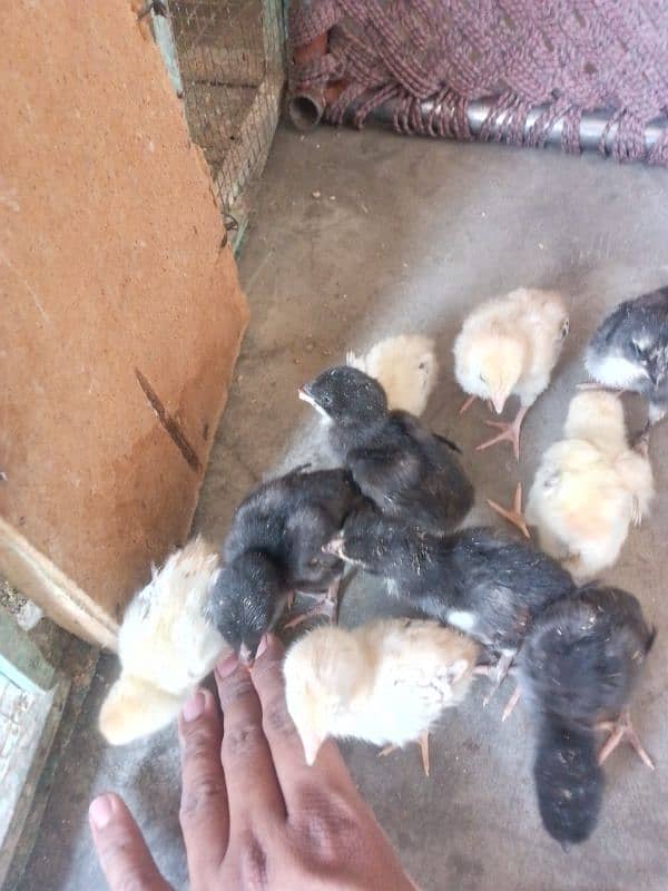 Thai caross aseel chicks 03014237451 call me 1
