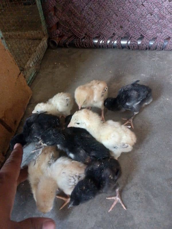 Thai caross aseel chicks 03014237451 call me 2