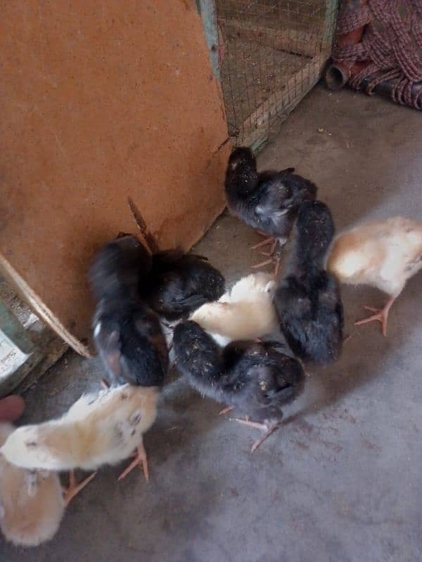 Thai caross aseel chicks 03014237451 call me 3