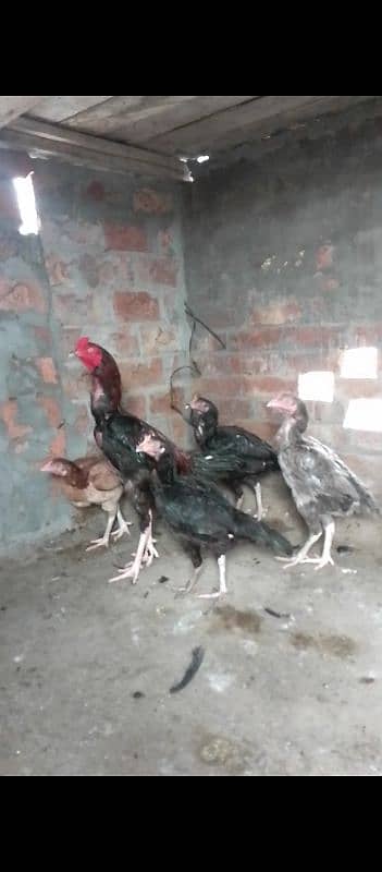 Thai caross aseel chicks 03014237451 call me 5