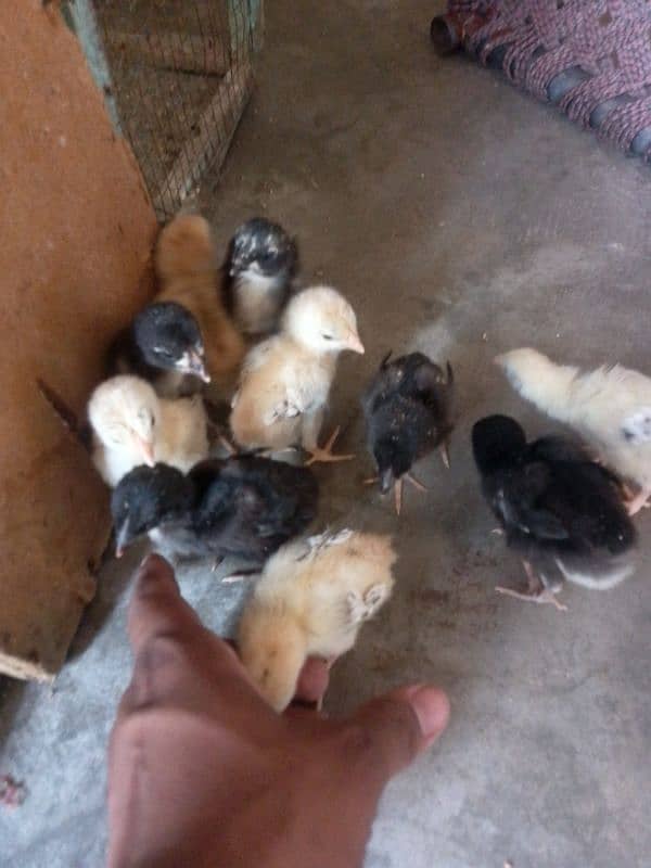 Thai caross aseel chicks 03014237451 call me 6