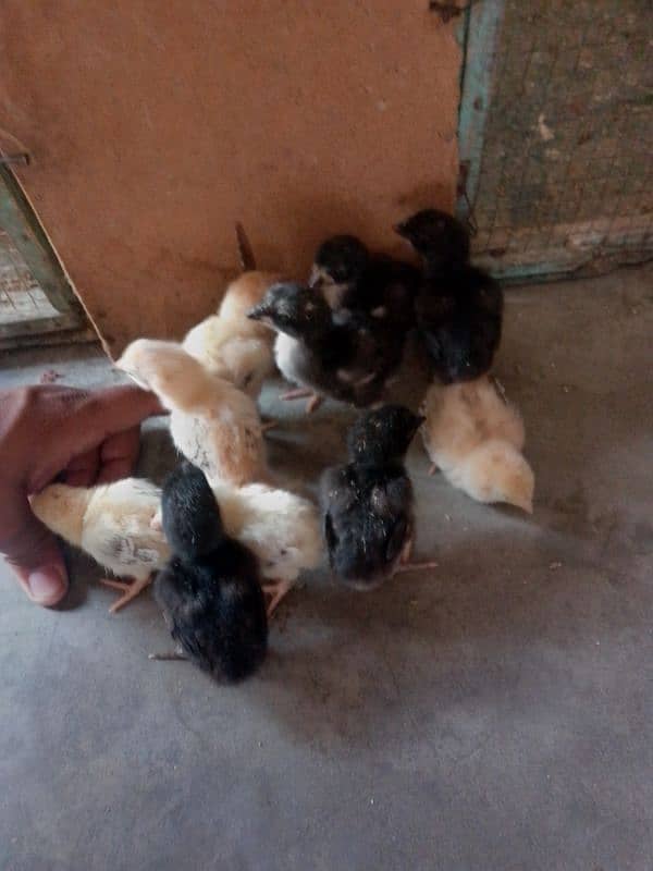Thai caross aseel chicks 03014237451 call me 7