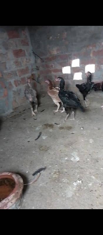 Thai caross aseel chicks 03014237451 call me 9