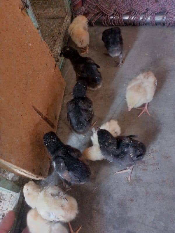 Thai caross aseel chicks 03014237451 call me 10