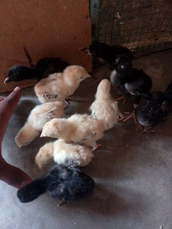 Thai caross aseel chicks 03014237451 call me 11