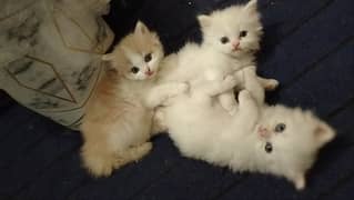 Persian kitten's pair