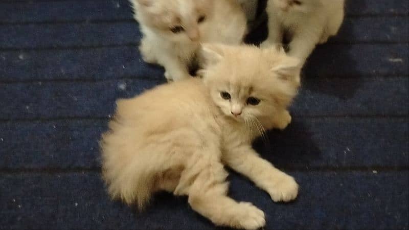 Persian kitten's pair 1