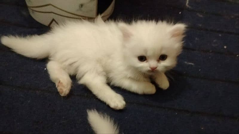 Persian kitten's pair 3