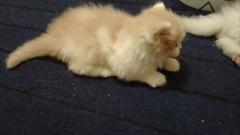 Persian kitten's pair 4