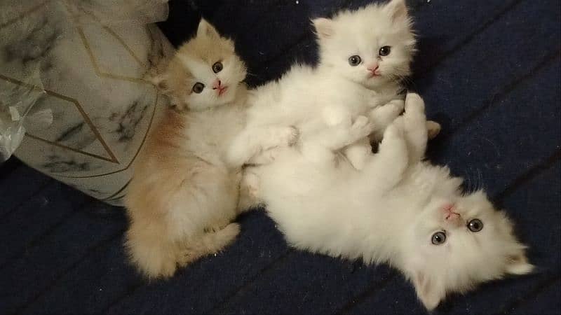Persian kitten's pair 5