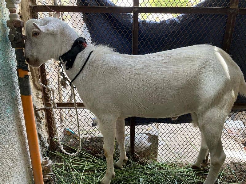 Bakra 0