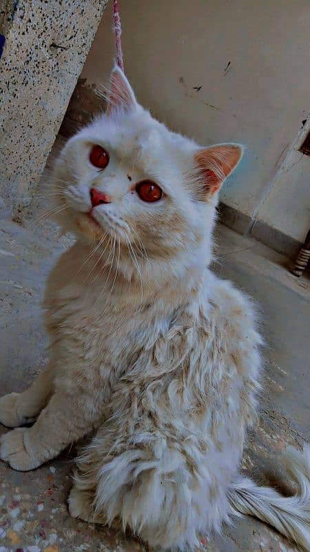 cat for sale 3