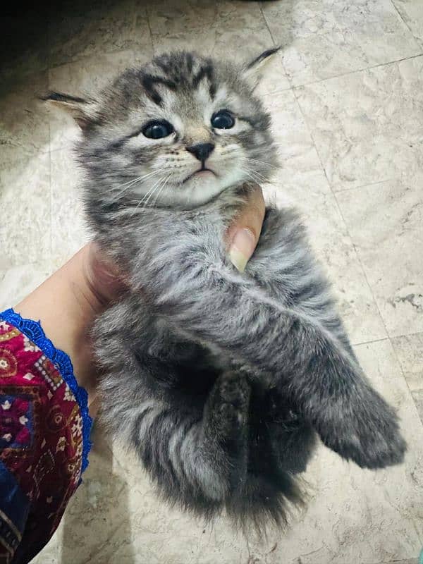 Persian cat with 3 kittens 0