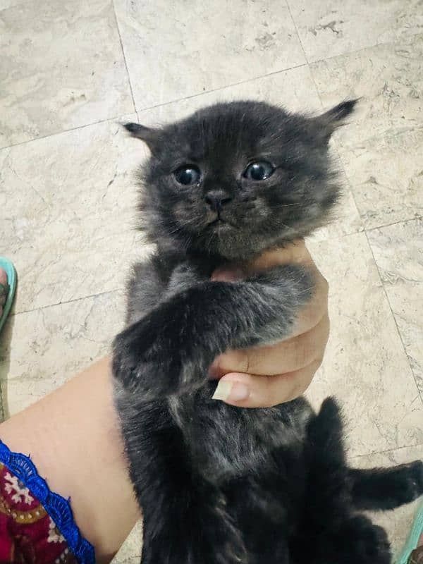 Persian cat with 3 kittens 1