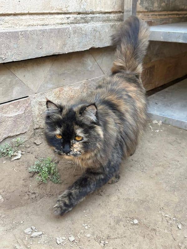 Persian cat with 3 kittens 3