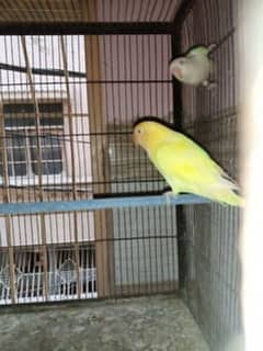 Albino red eye to crimino breeder pair