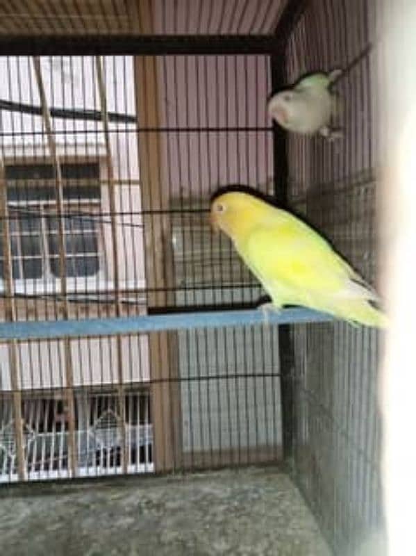 Albino red eye to crimino breeder pair 0