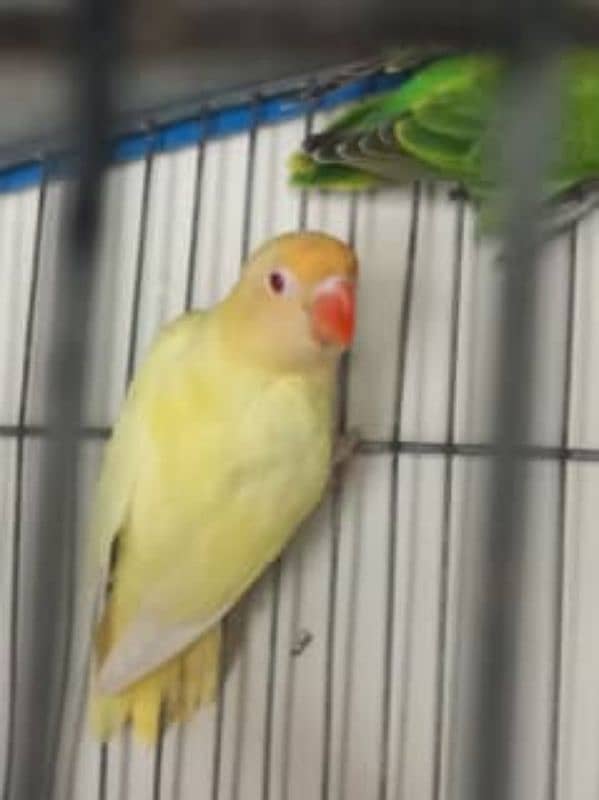 Albino red eye to crimino breeder pair 1
