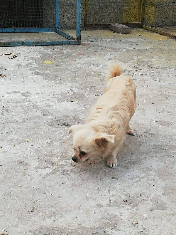 Japani breed  dogs for sale 0