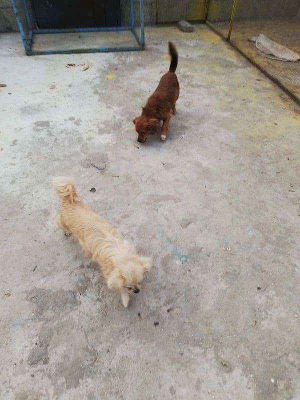 Japani breed  dogs for sale 1