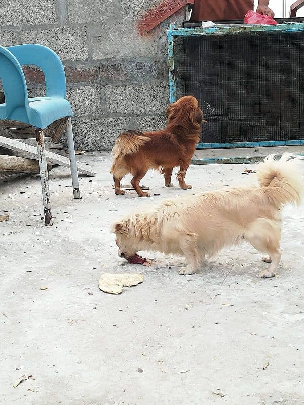 Japani breed  dogs for sale 2