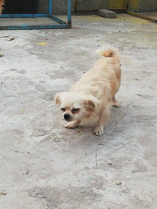 Japani breed  dogs for sale 3