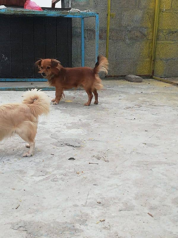 Japani breed  dogs for sale 4