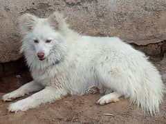 Russian dog Male