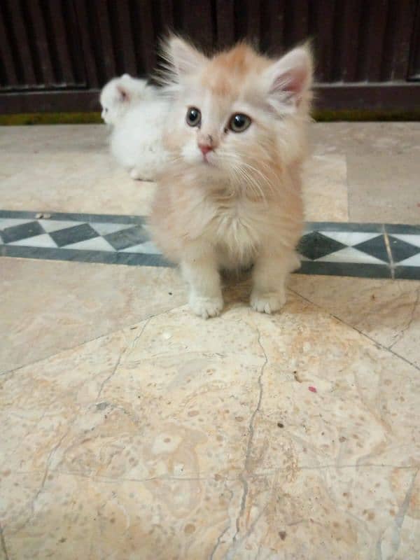 White persian Kitten | Grey eyes persian | White kitten For Sale 0