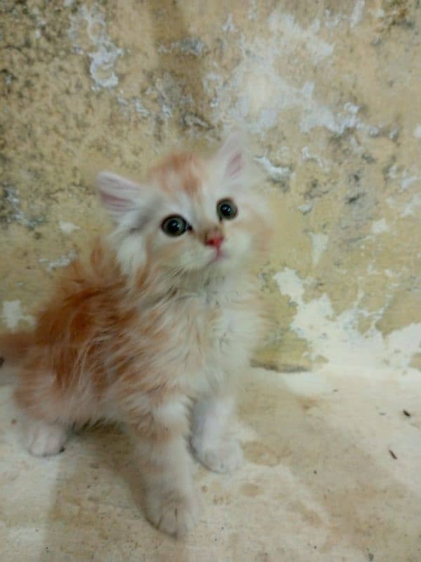 White persian Kitten | Grey eyes persian | White kitten For Sale 1