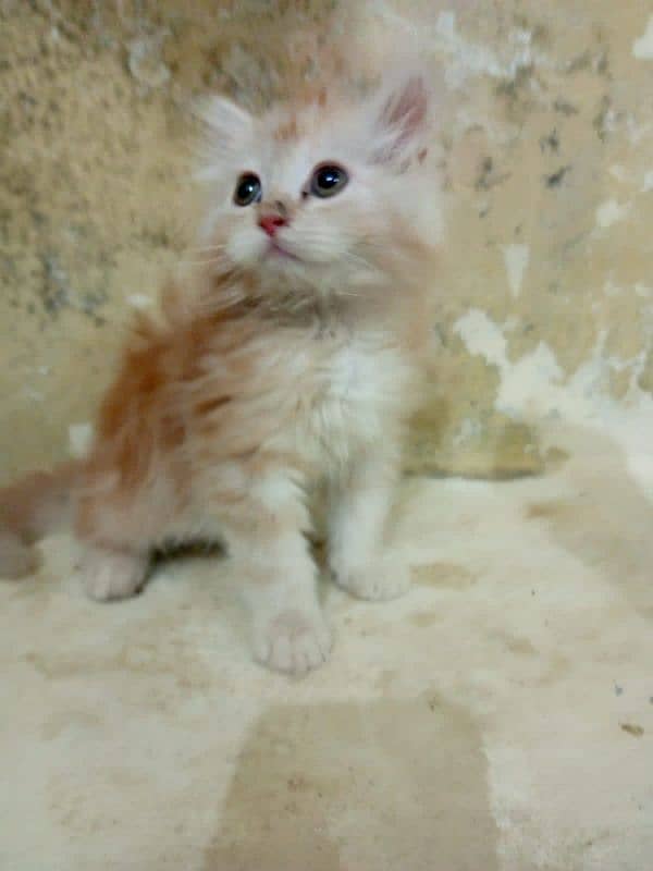 White persian Kitten | Grey eyes persian | White kitten For Sale 2