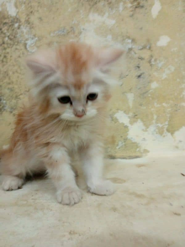 White persian Kitten | Grey eyes persian | White kitten For Sale 3