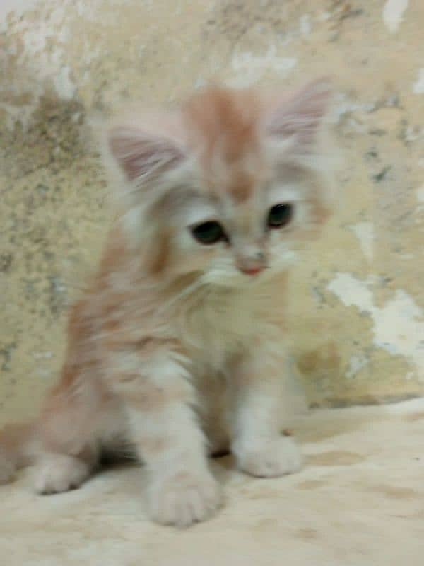 White persian Kitten | Grey eyes persian | White kitten For Sale 4