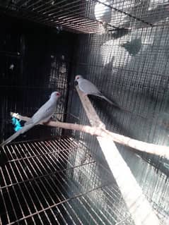 Blue pied dove.   Pure silver breeder