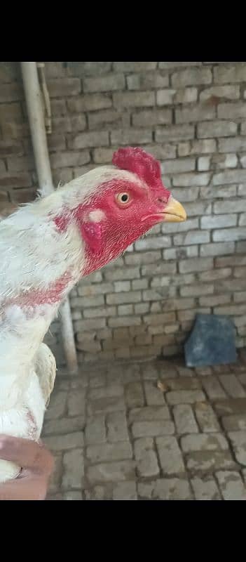 2 aseel hens and 2 aseel murgas 0
