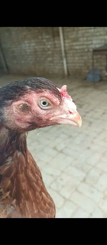 2 aseel hens and 2 aseel murgas 1