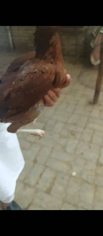 2 aseel hens and 2 aseel murgas 2