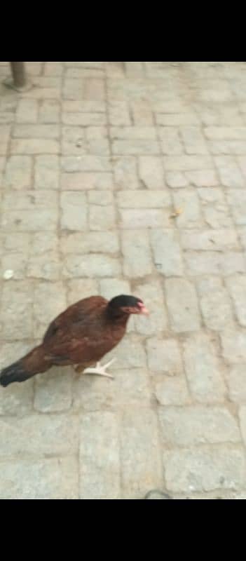 2 aseel hens and 2 aseel murgas 3