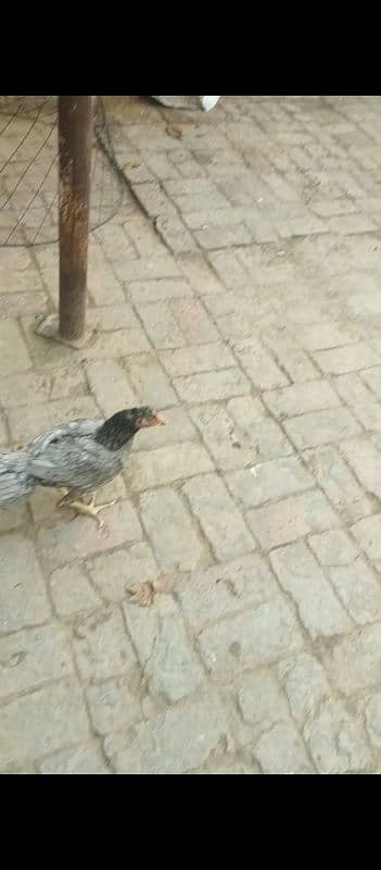 2 aseel hens and 2 aseel murgas 5