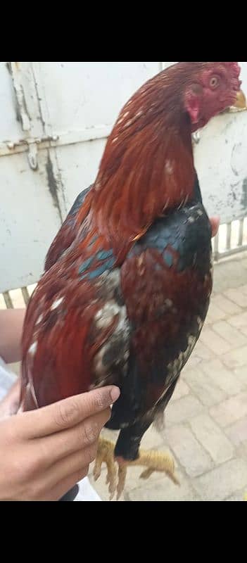 2 aseel hens and 2 aseel murgas 6