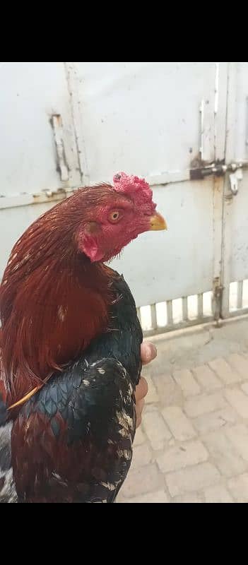 2 aseel hens and 2 aseel murgas 7