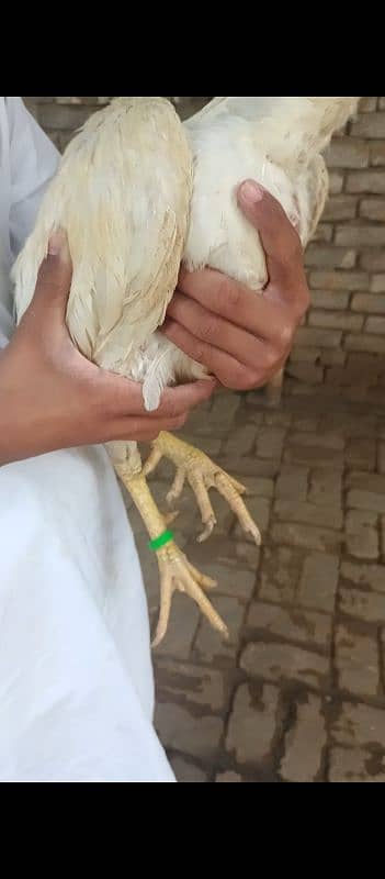 2 aseel hens and 2 aseel murgas 8