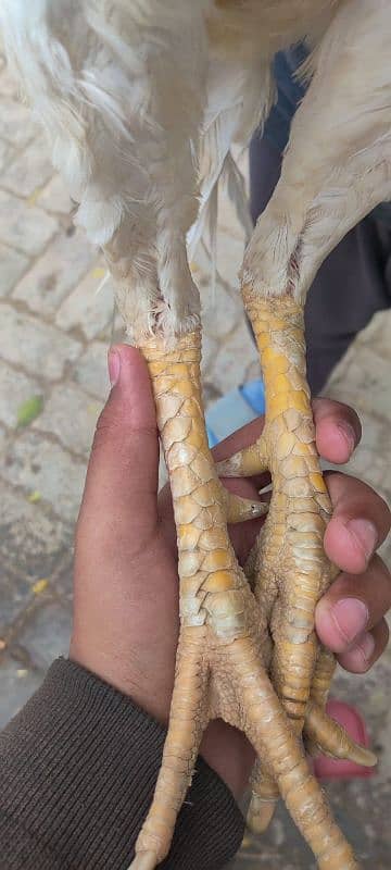 2 aseel hens and 2 aseel murgas 9