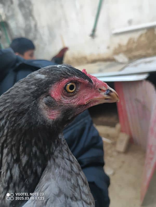 2 aseel hens and 2 aseel murgas 10